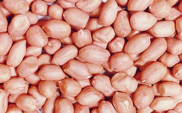 吃花生会胖吗 花生的营养价值有哪些